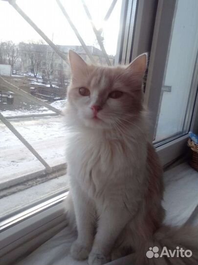 Котик кастрат
