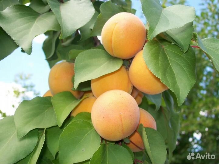 Саженцы абрикос оптом