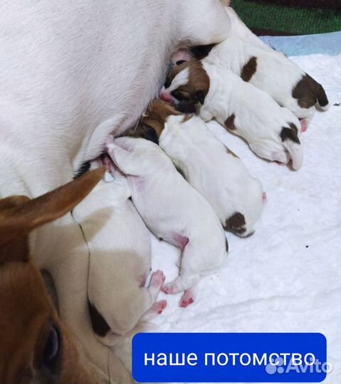 Вязка Джек Рассел терьер