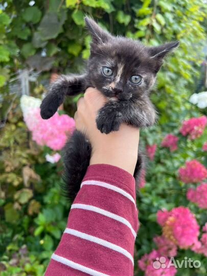 Котята в добрые руки бесплатно