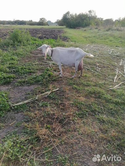 Коза дойная