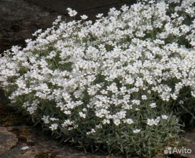 Ясколка, яснотка, Ястребинка, вербейник монетчатый