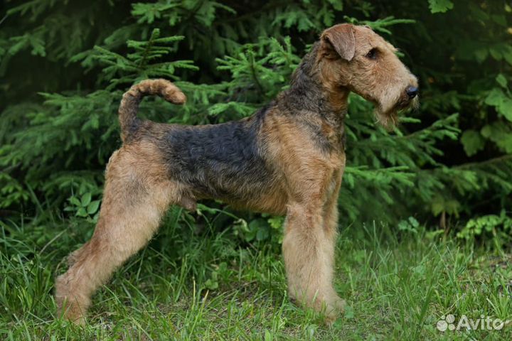 Эрдельтерьер