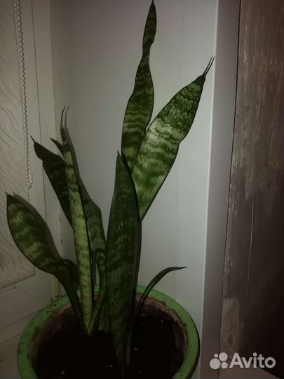 Сансевиерия