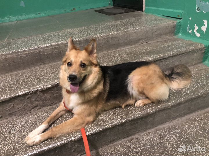 Собака в добрые руки