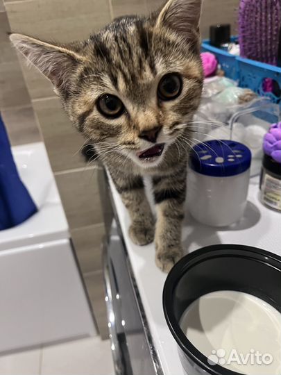 Кошка в дар бесплатно