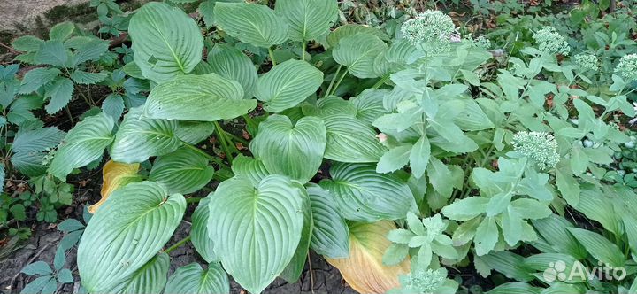 Хоста. Большие кусты