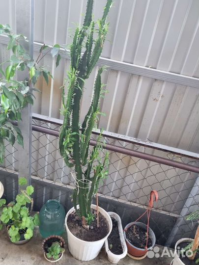 Молочай кактус высота 140 см
