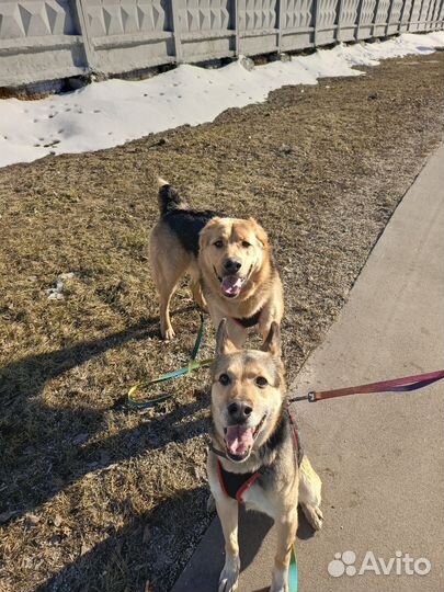 Собака в добрые руки