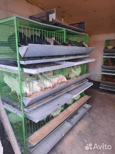 Куры несушки 