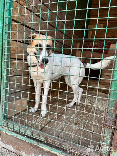 Чудесная девочка-собака Скарлет ищет дом