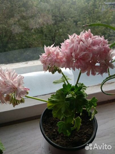 Пеларгония герань