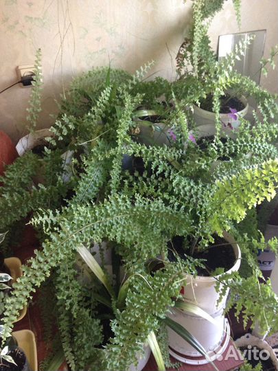 Папортник Нефролепис