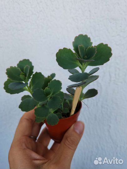 Комнатные цветы каланхоэ