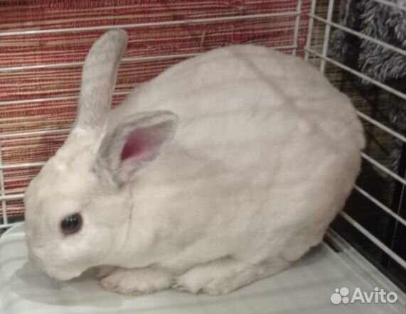 Кролик мальчишка