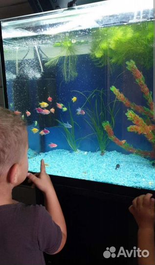 Аква-клининг. Обслуживание аквариумов