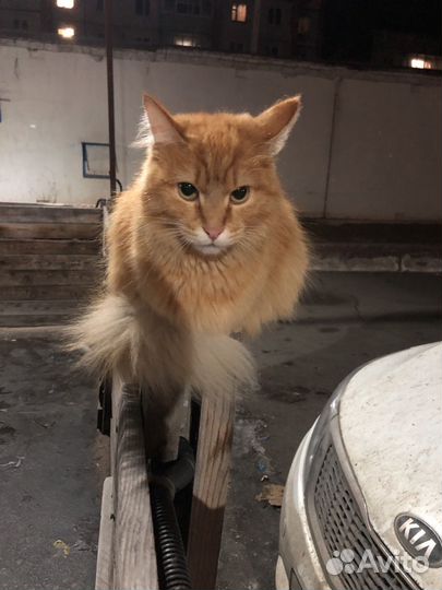 Кошка в добрые руки