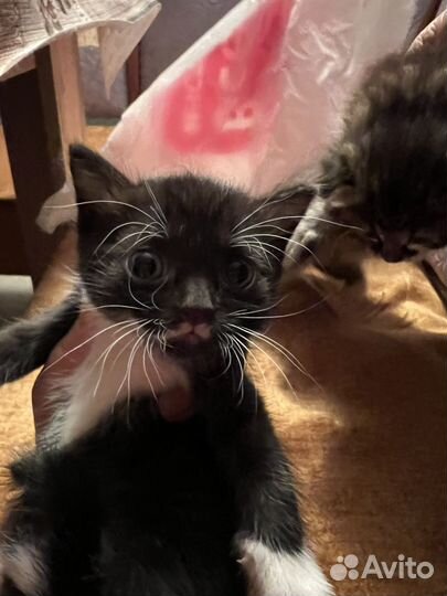 Котята ищут хозяев