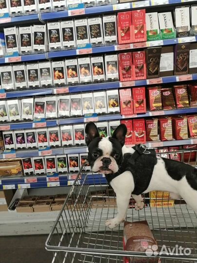 Французский бульдог кобель вязка