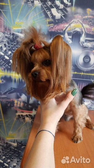 Грумминг собак