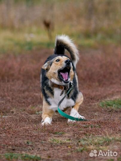 Собака в добрые руки Митяй