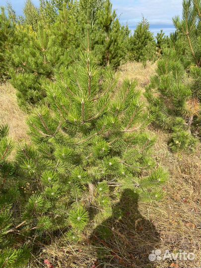 Сосна черная (Павловский Посад )