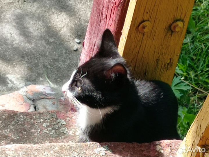 Котята в добрые руки бесплатно