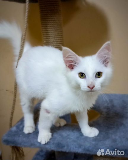 Котёнок белый