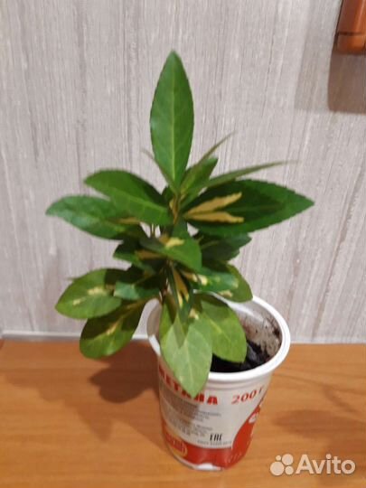 Бересклет японский комнатный