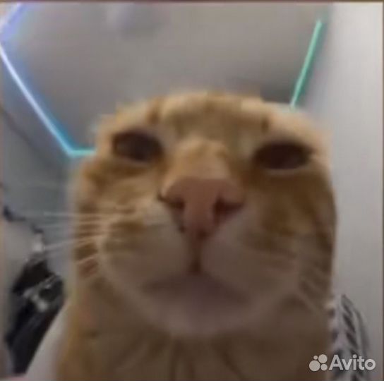 Собака