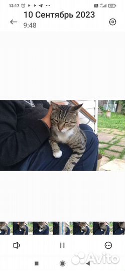 Кот в добрые руки