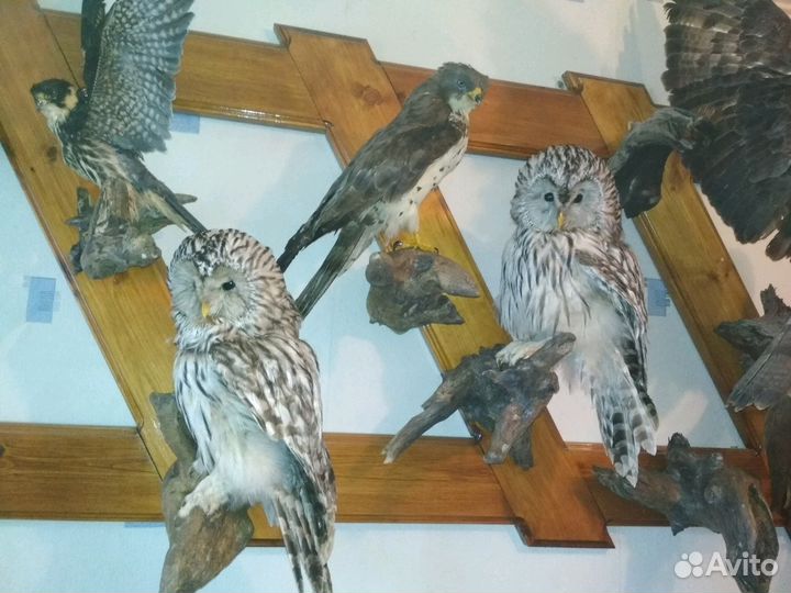 Чучела животных и птиц