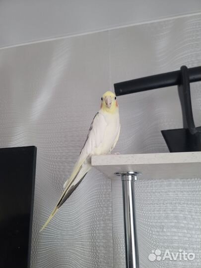 Попугаи Корелла и Какарик