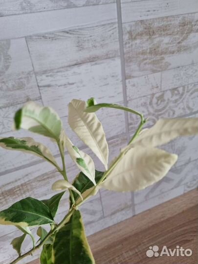 Лимон вариентатный