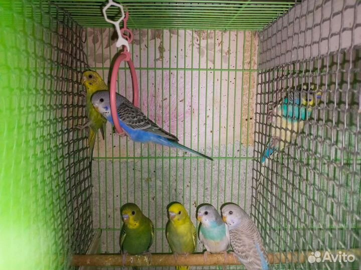 Молодые Волнистые попугаи