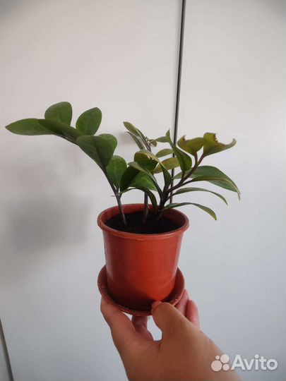 Замиокулькас