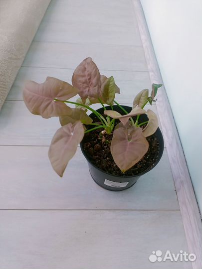 Сингониум неон