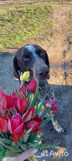 Курцхаар вязка