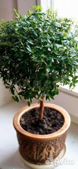 Мирт- Миртовое дерево