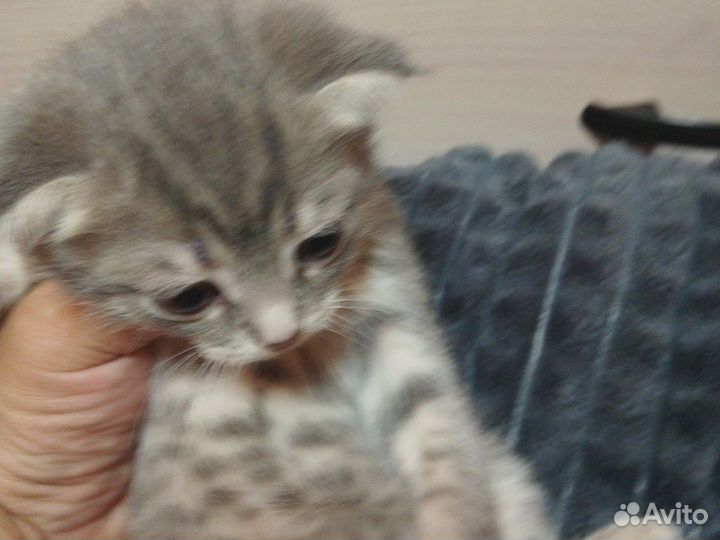 Шотландские вислоухие котята