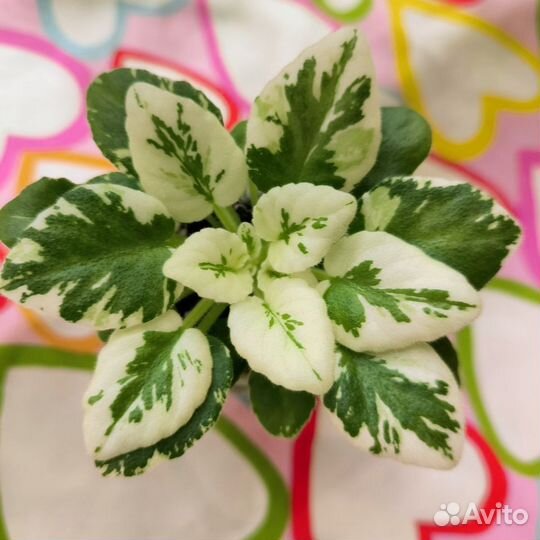 Сортовые фиалки мини