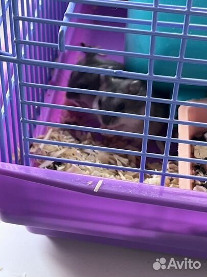 Джунгарский хомяк