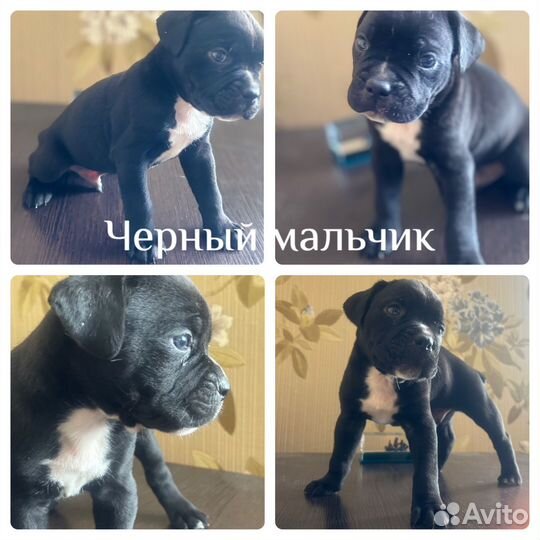 Щенки кане корсо