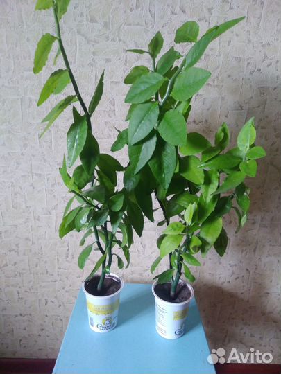 Педилантус