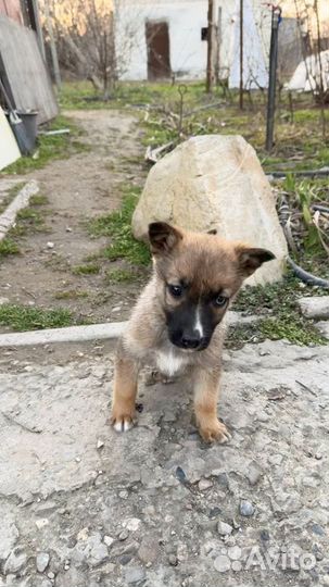 Продам щенка