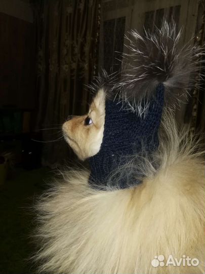 Шапка для животных