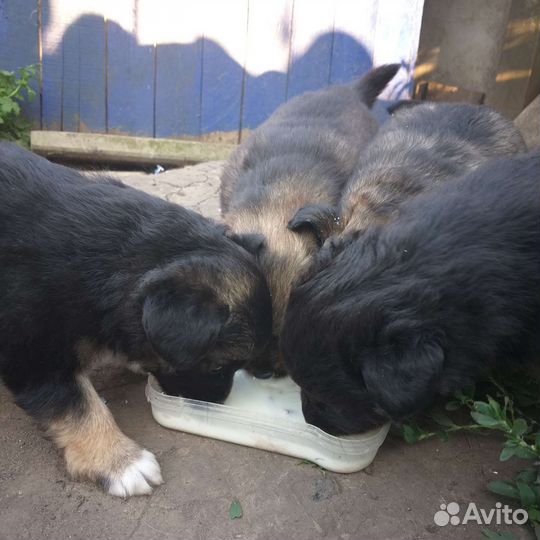 Щенки в добрые руки щенок