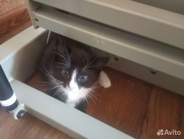 Котята в добрые руки приучены к лотку