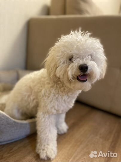 Бешон фризе вязка