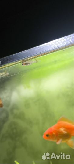 Красная шапочка